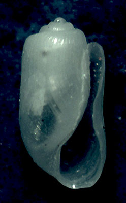 Acteocina da identificare